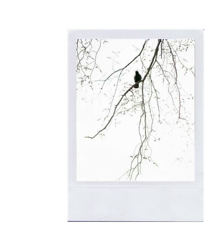 Artist Image