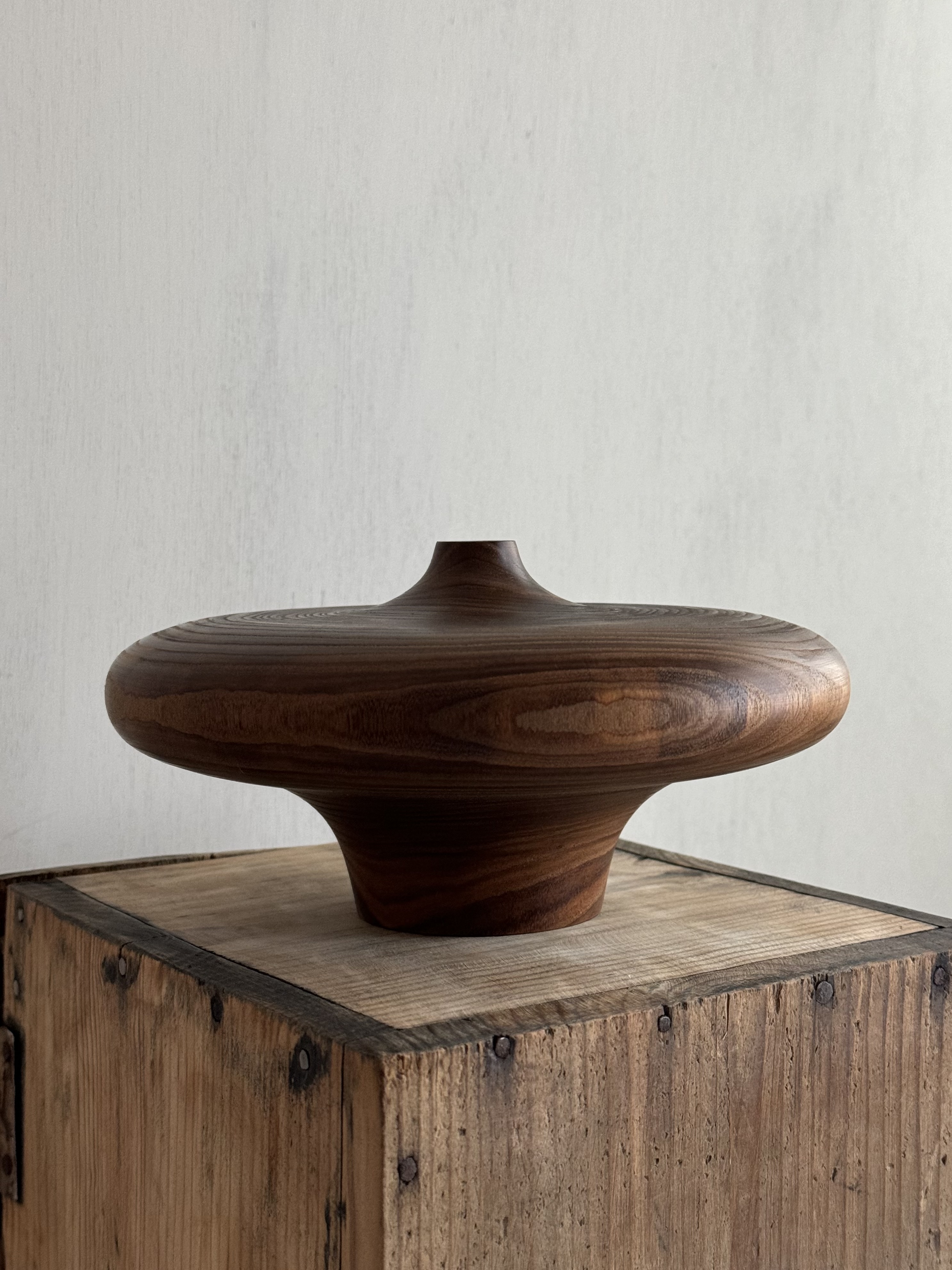 Amur maackia(Maackia amurensis) Jar - Image 4