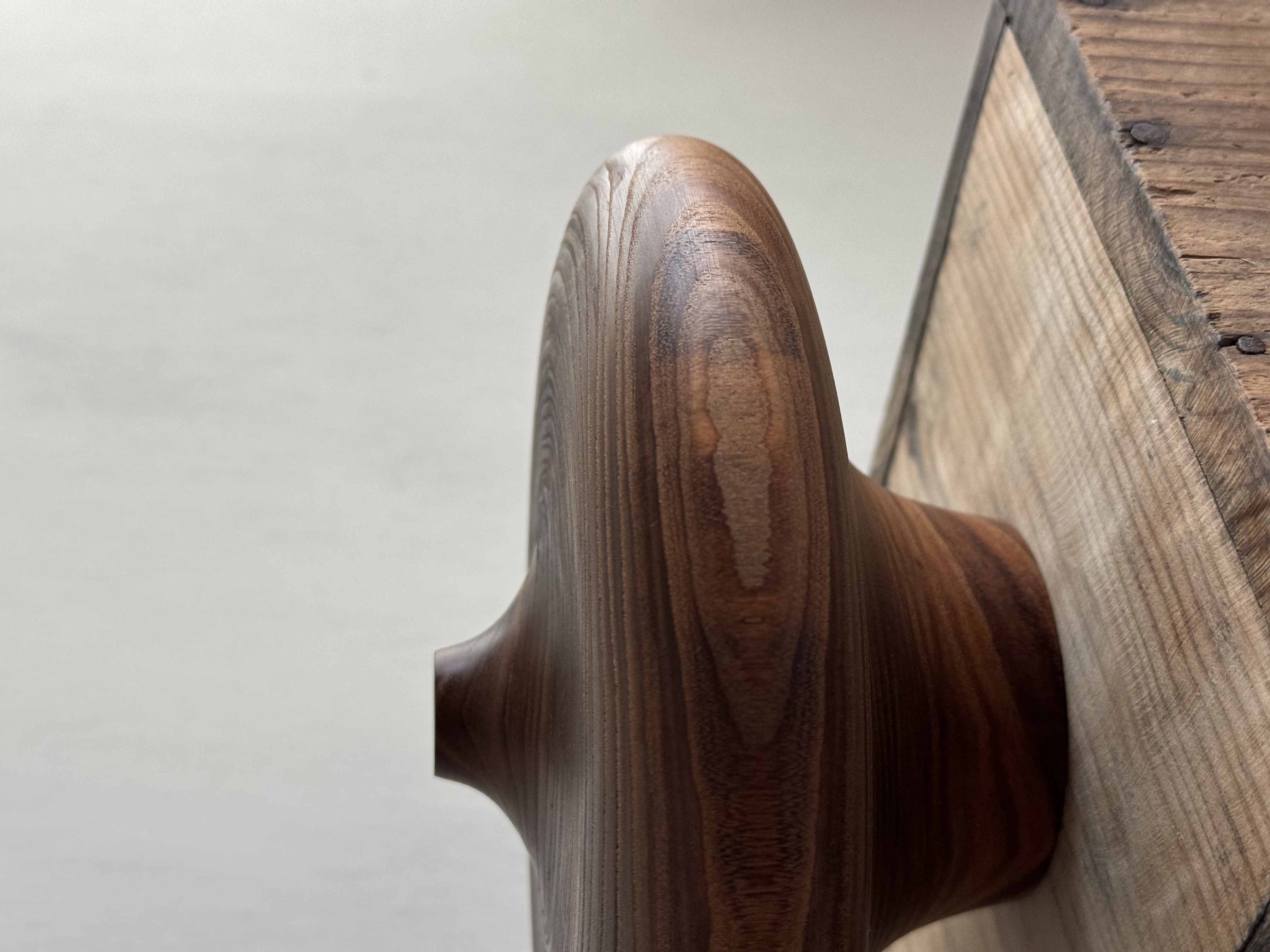 Amur maackia(Maackia amurensis) Jar - Image 3