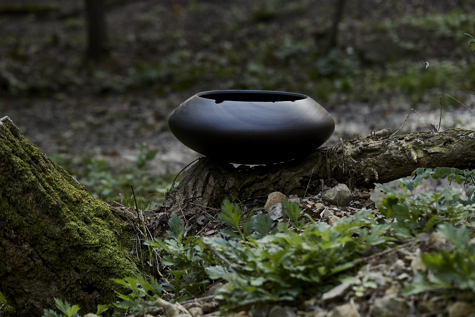 nest#1 - Image 3
